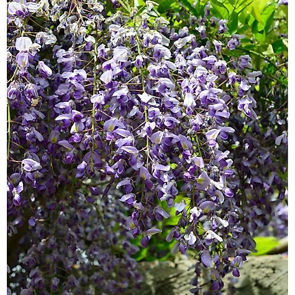 Blauregen 60-80cm - Wisteria floribunda günstig online kaufen