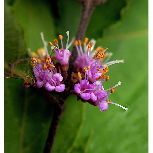 Liebesperlenstrauch Schönfrucht Girald 80-100cm - Callicarpa bodinieri gira günstig online kaufen