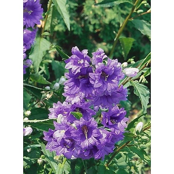 Campanula Trachelium Bernice Nesselblättrige Glockenblume Ca. 11x11 cm Topf günstig online kaufen