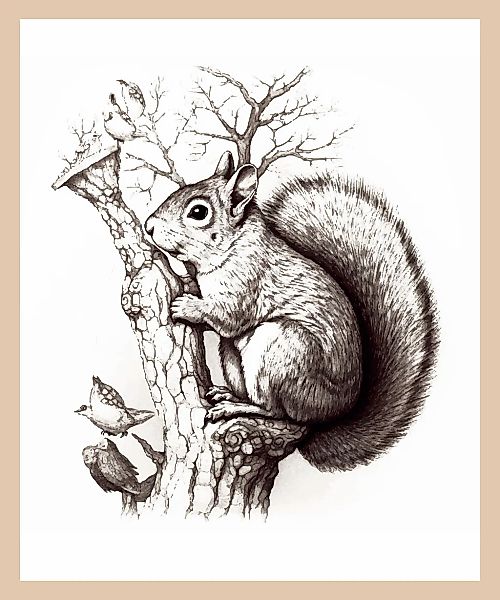 queence Bild mit Rahmen »Eichhörnchen auf Baum«, Eichhörnchen-Jahreszeiten- günstig online kaufen