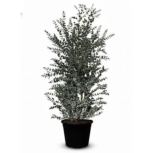 Sunny-Tree Eucalyptus gunnii Azura 200 cm Winterhart günstig online kaufen