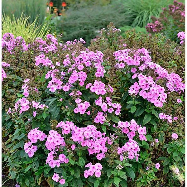 Hohe Flammenblume Herbstwalzer - Phlox paniculata günstig online kaufen