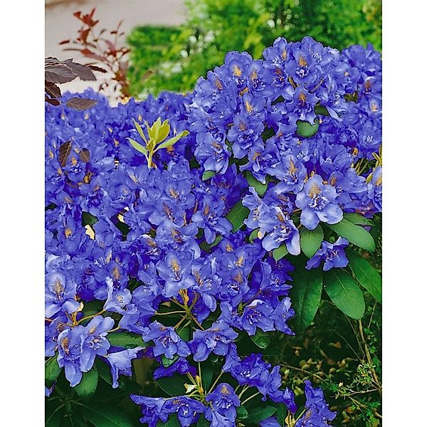 Rhododendron Fastigiatum Intrifast Kompakt 20–25 cm günstig online kaufen