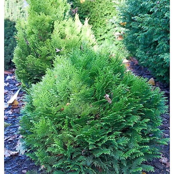 Blaue Zwergkugelzypresse Minima Glauca 15-20cm - Chamaecyparis,awsoniana günstig online kaufen