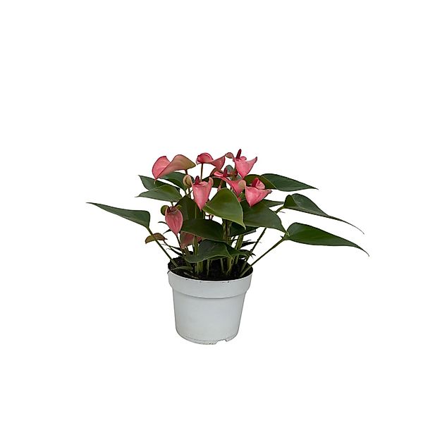 Zimmerpflanze Anthurie Matata Rosa Topf-Ø ca. 10,5 cm Anthurium andreanum günstig online kaufen