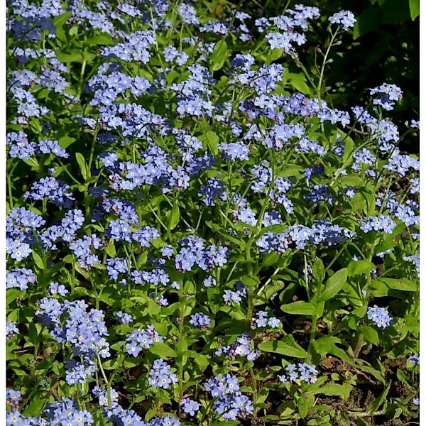 Sumpfvergissmeinnicht Victoria Indigoblau - Myosotis sylvatica günstig online kaufen