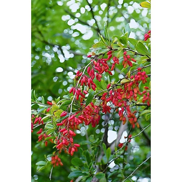 Berberis vulgaris 40-60 cm günstig online kaufen