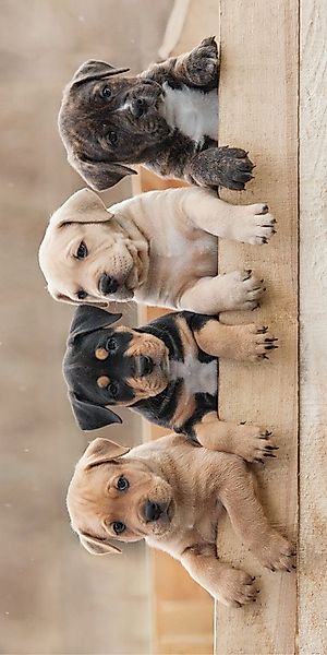 Jerry Fabrics Badetücher Handtuch mit Hund günstig online kaufen