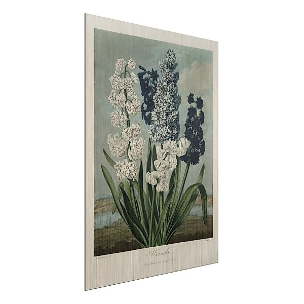 Alu-Dibond Bild Botanik Vintage Illustration Blaue und weiße Hyazinthen günstig online kaufen