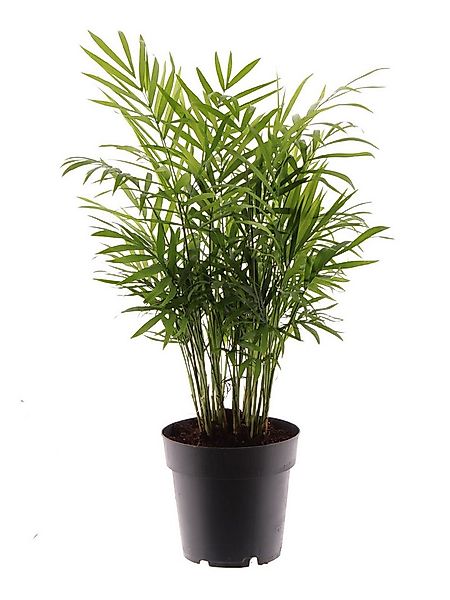 meinvipshop Zimmerpflanze Bergpalme 45cm Zimmerpflanze Palme günstig online kaufen