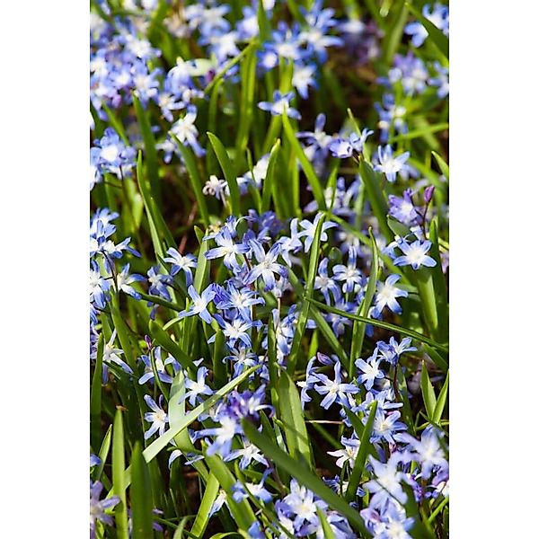 Chionodoxa Forbesii Schneeglanz Ca. 9x9 cm Topf günstig online kaufen