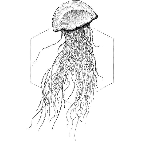 Komar Bild "Jellyfish White", Tiere, (1 St.), Wandbild zur Dekoration - ohn günstig online kaufen