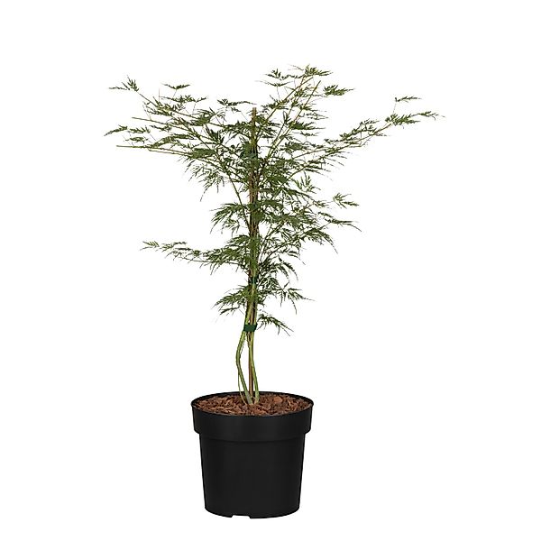 OBI Schlitzahorn Dissectum Garnet Rot Container ca. 3 l günstig online kaufen