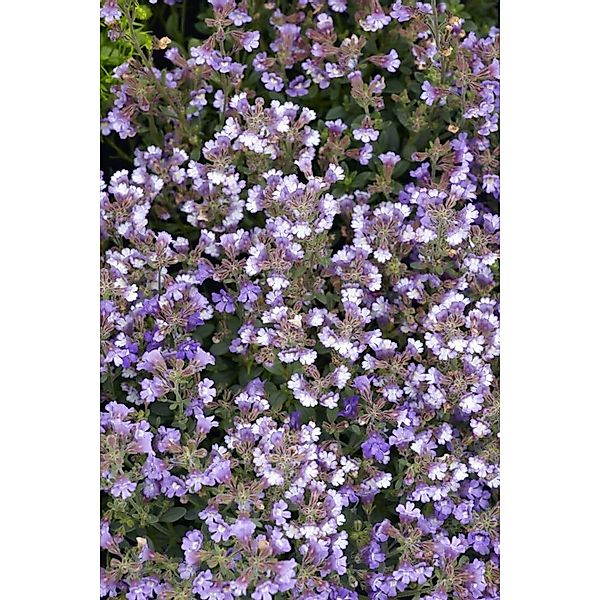 Chaenarrhinum Origanifolium Blue Dream Ca. 9x9 cm Topf günstig online kaufen