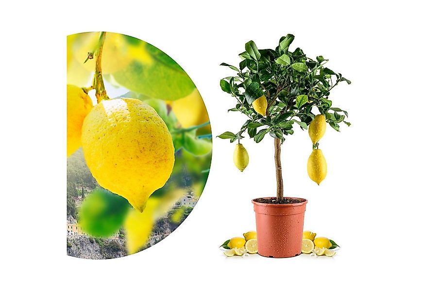 Meine Orangerie Zitronenbaum Amalfi - Sfusato Amalfitano, echte Amalfi Zitr günstig online kaufen
