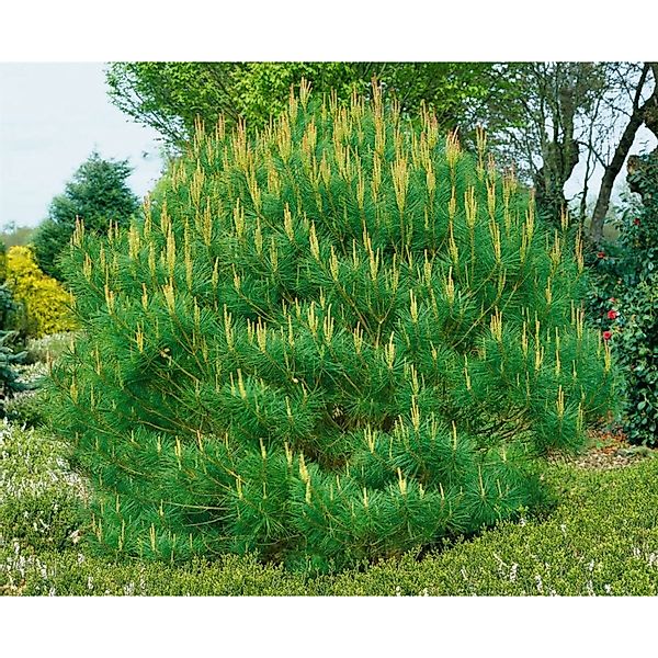Pinus Densiflora Umbraculifera Japanische Schirm-Kiefer 125–150 cm günstig online kaufen