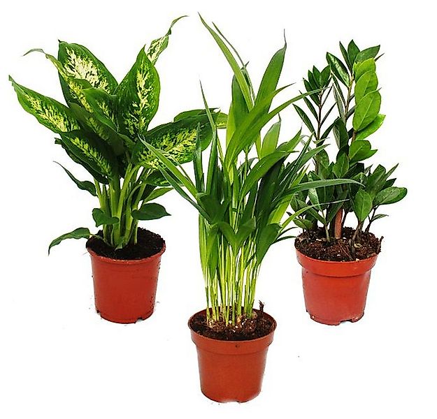 Exotenherz Zimmerpflanze Zimmerpflanzen und Grünpflanzen luftreinigend im 1 günstig online kaufen