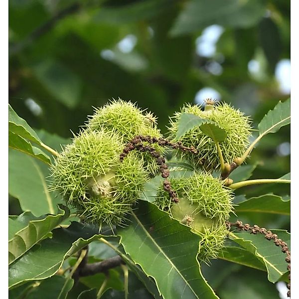 Pyramiden-Esskastanie 60-80cm - Castanea sativa günstig online kaufen