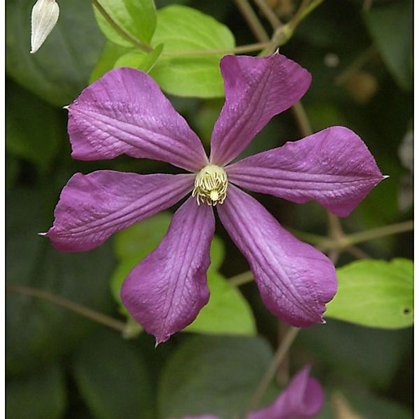 Robuste Waldrebe Kermesina 60-80cm - Clematis viticella günstig online kaufen