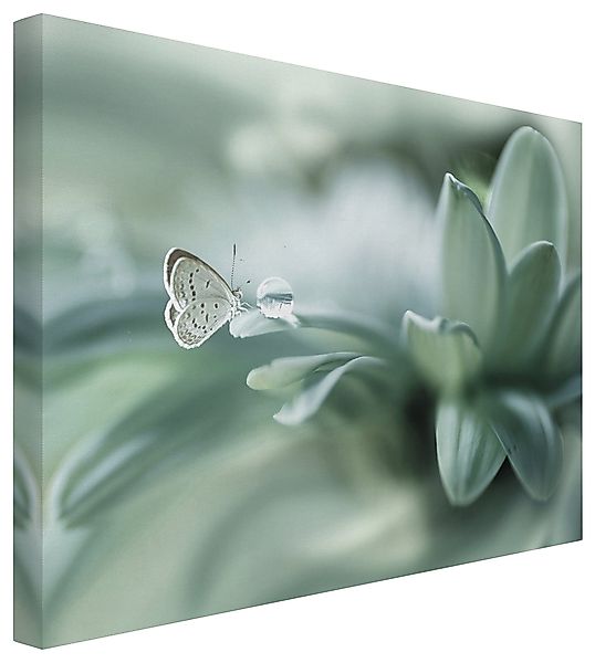Bilderdepot24 Leinwandbild Blumen Modern Natur Schmetterling günstig online kaufen