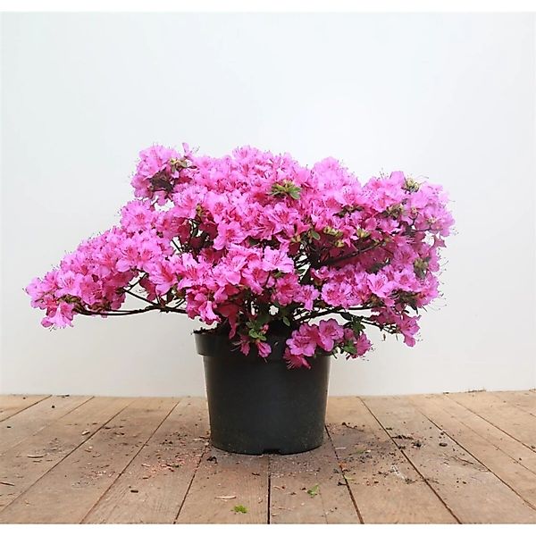 Rhododendron Obt. Königstein Lila Blüten 30–40 cm günstig online kaufen