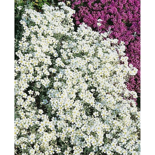 Cerastium Tomentosum Silberteppich Hornkraut Silbrig Ca. 9x9 cm Topf günstig online kaufen