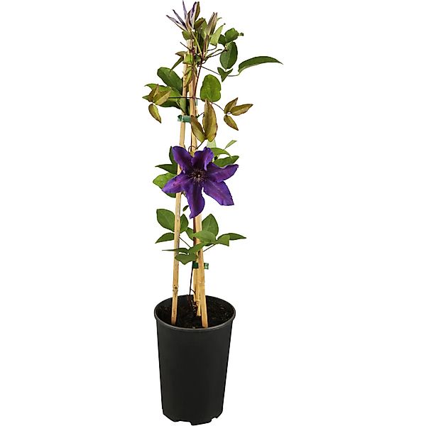 Waldrebe The President Purpurblau Höhe ca. 40 - 60 cm Topf-Ø ca. 17 cm günstig online kaufen
