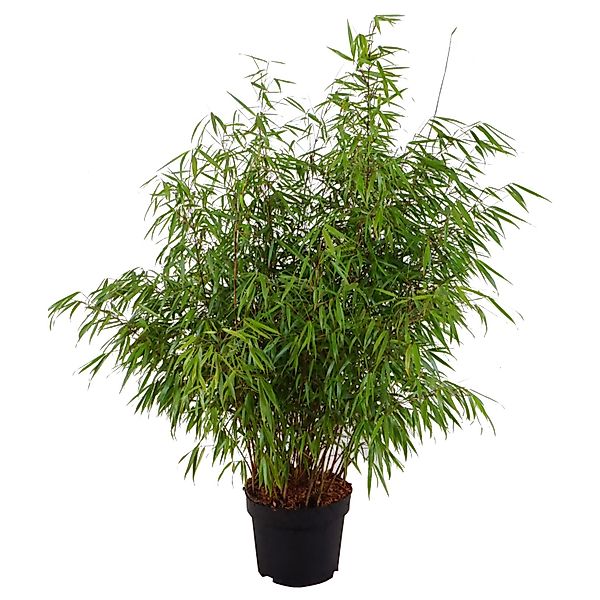 Gartenbambus Asian Wonder Höhe ca. 80-100 cm Topf ca. 10 l Fargesia muriela günstig online kaufen