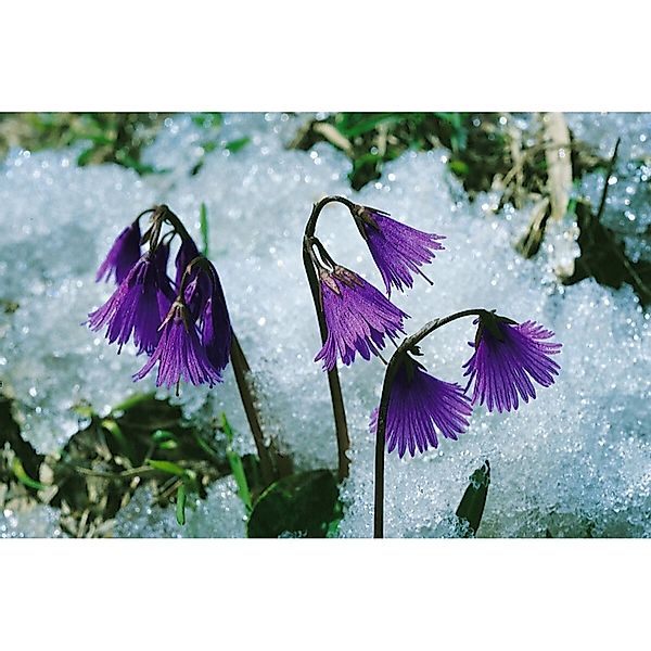 Soldanella Montana Alpen Troddelblume Ca. 9x9 cm Topf günstig online kaufen