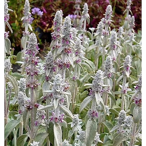 Wollziest - Stachys byzantina günstig online kaufen