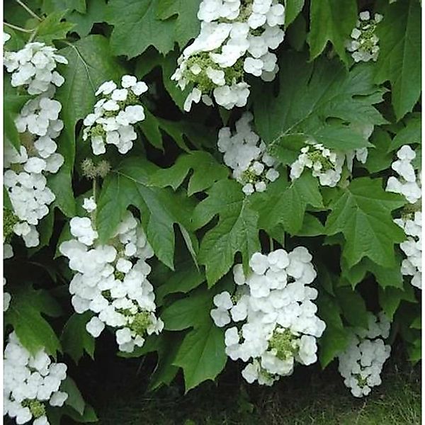 Eichenblättrige Hortensie Snowflake 60-80cm - Hydrangea quercifolia günstig online kaufen