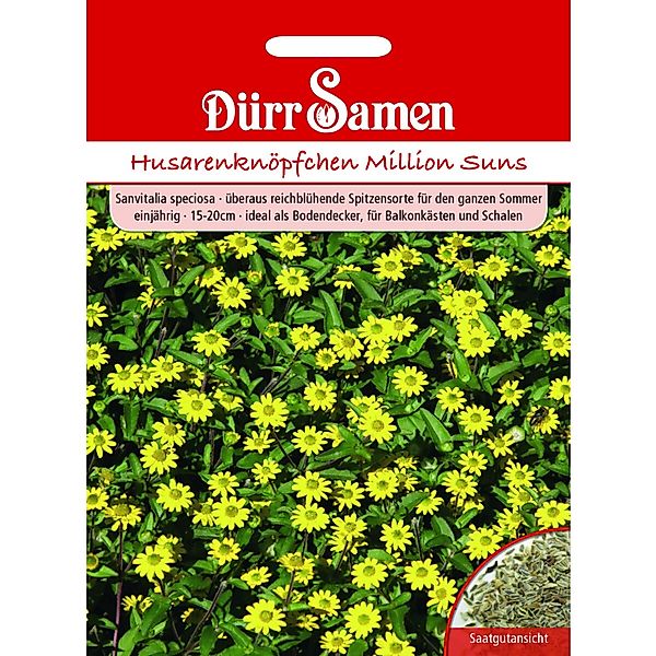 Dürr Samen Husarenknöpfchen Million Suns Einjährig Saatgut günstig online kaufen