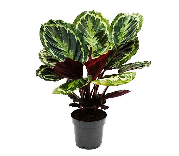 Exotenherz Zimmerpflanze Schattenpflanze mit ausgef. Blattmuster Calathea M günstig online kaufen