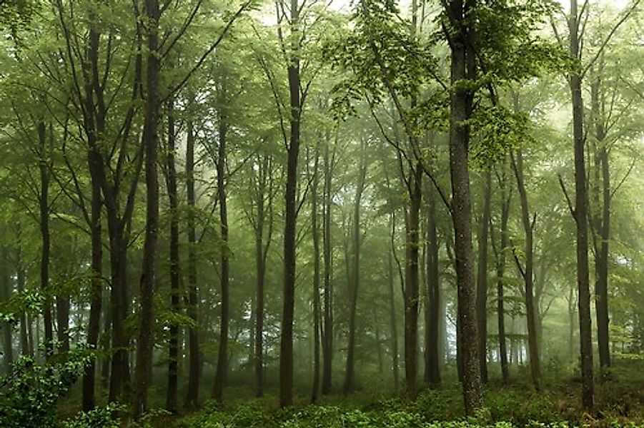 Papermoon Fototapete »Photo-Art LEIF LONDAL, WALD« günstig online kaufen