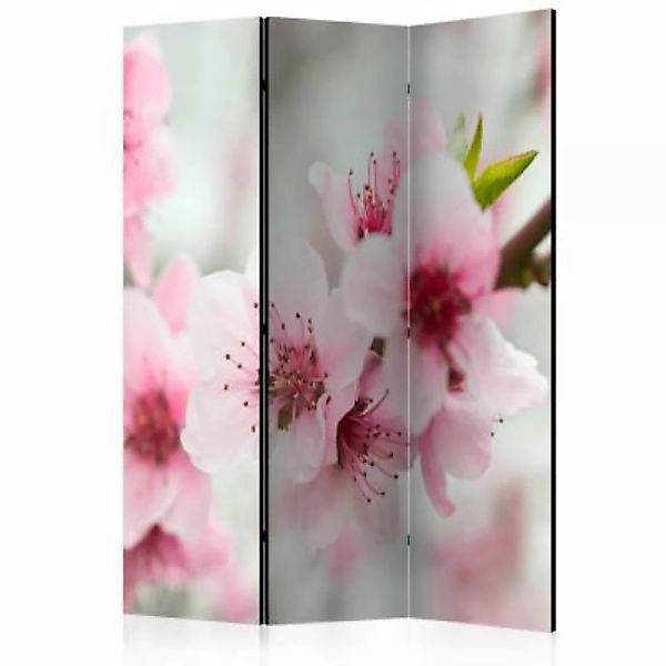 artgeist Paravent Spring, blooming tree - pink flowers [Room Dividers] mehr günstig online kaufen