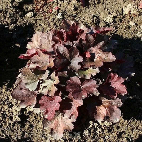 Purpurglöckchen Cherry Cola - Heuchera micrantha günstig online kaufen