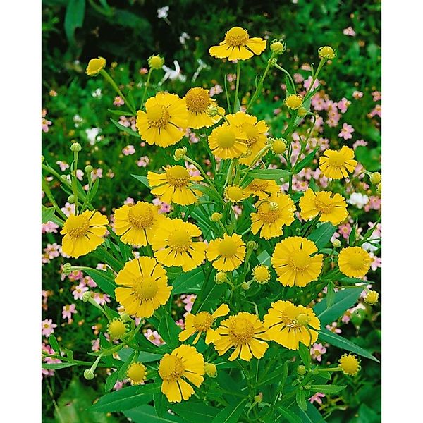 Helenium Autumnale Pumilum Magnificum Sonnenbraut Ca. 11x11 cm Topf günstig online kaufen