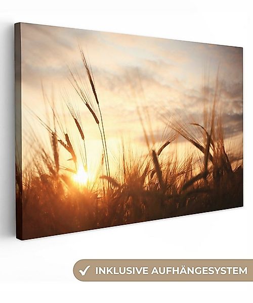 OneMillionCanvasses® Leinwandbild Schilf - Gras - Sonnenuntergang - Natur - günstig online kaufen