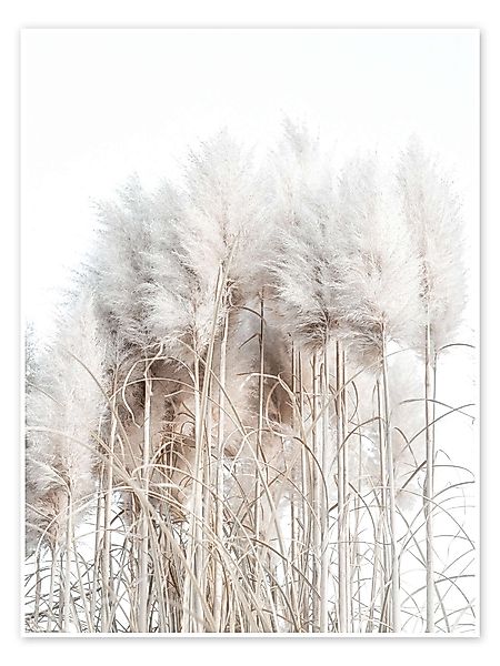Posterlounge Wandbild Pampasgras I, Magda Izzard, günstig online kaufen