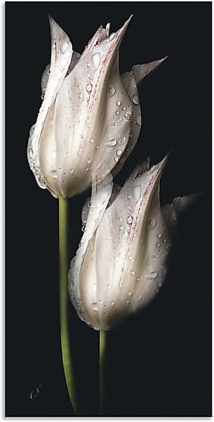 Artland Wandbild »Weiße Tulpen in der Nacht«, Blumenbilder, (1 St.), als Al günstig online kaufen