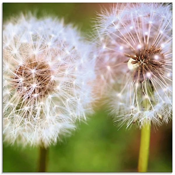 Artland Glasbild "Pusteblume Zweisamkeit", Blumen, (1 St.) günstig online kaufen