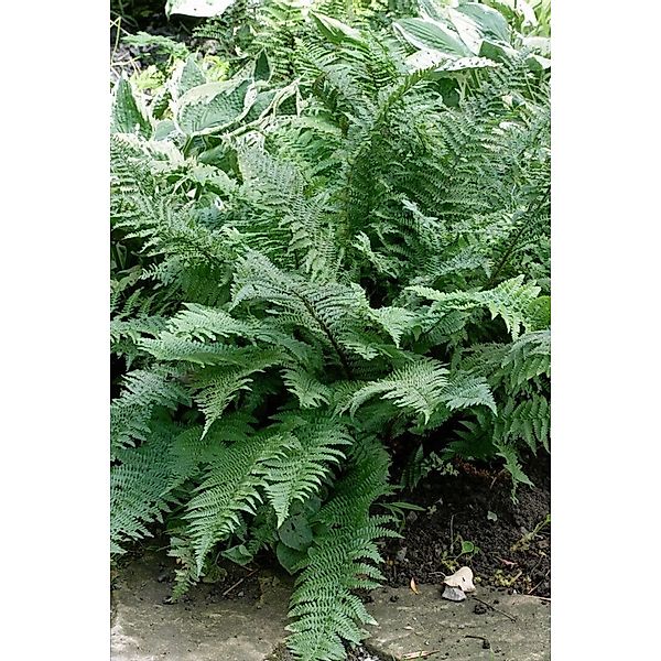 Dryopteris Filix-Mas Mexico Wurmfarn 30-40 cm günstig online kaufen