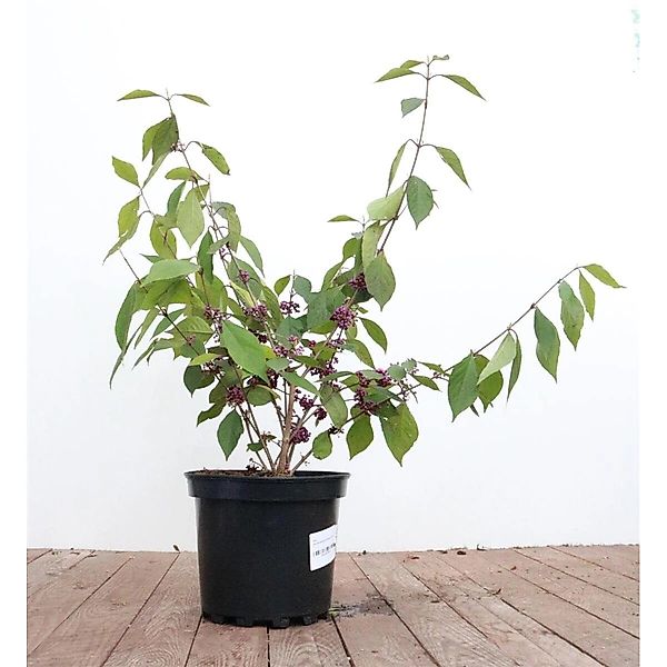 Callicarpa Bodinieri Profusion Schönfrucht Violette Beeren 60–80 cm günstig online kaufen