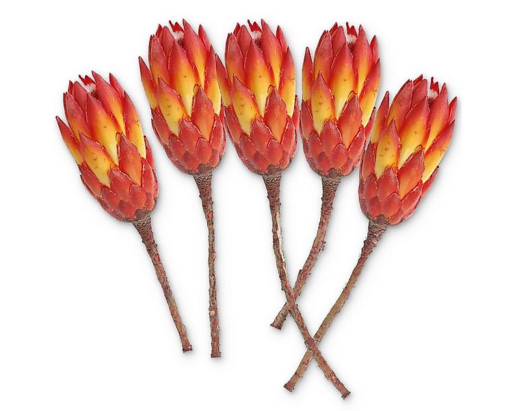 Kunstblume Protea Trockenblumen orange rot 5er Set afrikanische Zuckerbüsch günstig online kaufen