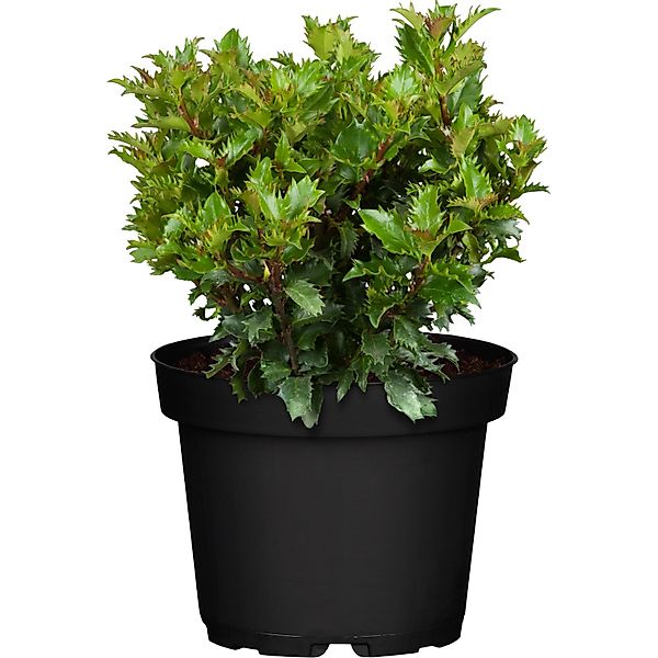GROW by OBI Ilex Little Rascal Höhe ca. 20 - 30 cm Topf ca. 2 l Ilex meserv günstig online kaufen