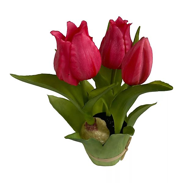 Tulpe im Blatttopf ca. 20cm, kirschrot günstig online kaufen