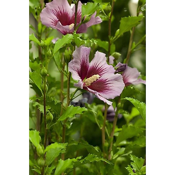 Hibiscus Syriacus Gartenhibiskus Russian Violet 60-80 cm günstig online kaufen