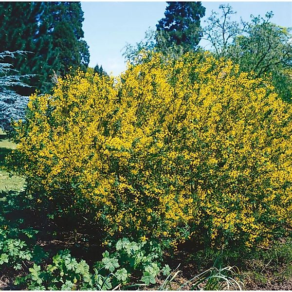 Cytisus Sessilifolius 20-30 cm günstig online kaufen