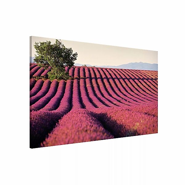 Magnettafel - Querformat 3:2 Lavender günstig online kaufen