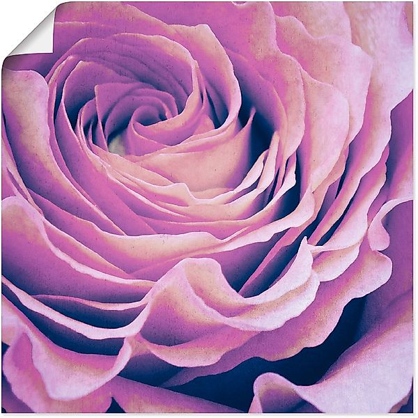 Artland Poster "Lila Rose" Blumen 1 Stk. tlg. ohne Rahmen günstig online kaufen